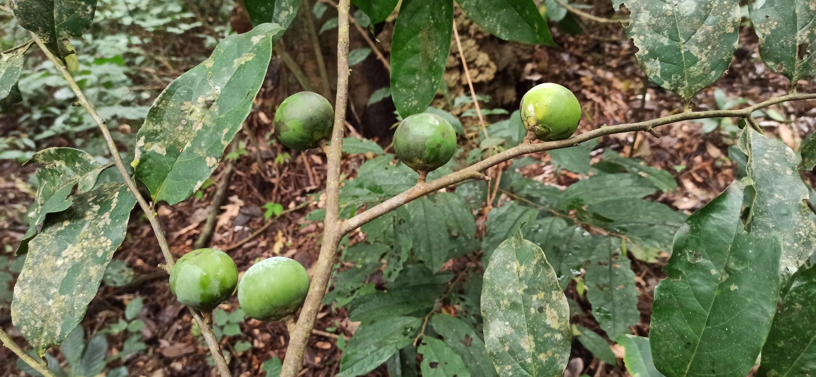 Diospyros polystemon fruit