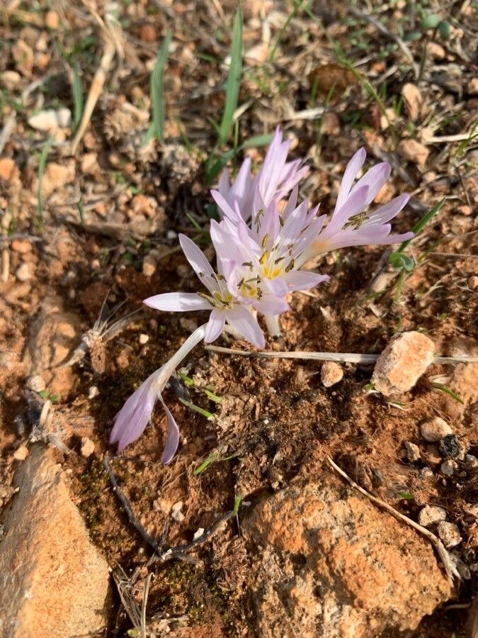 Colchicum cupanii flower