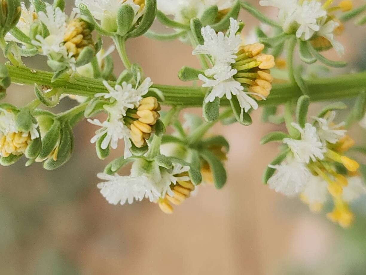 Reseda arabica flower