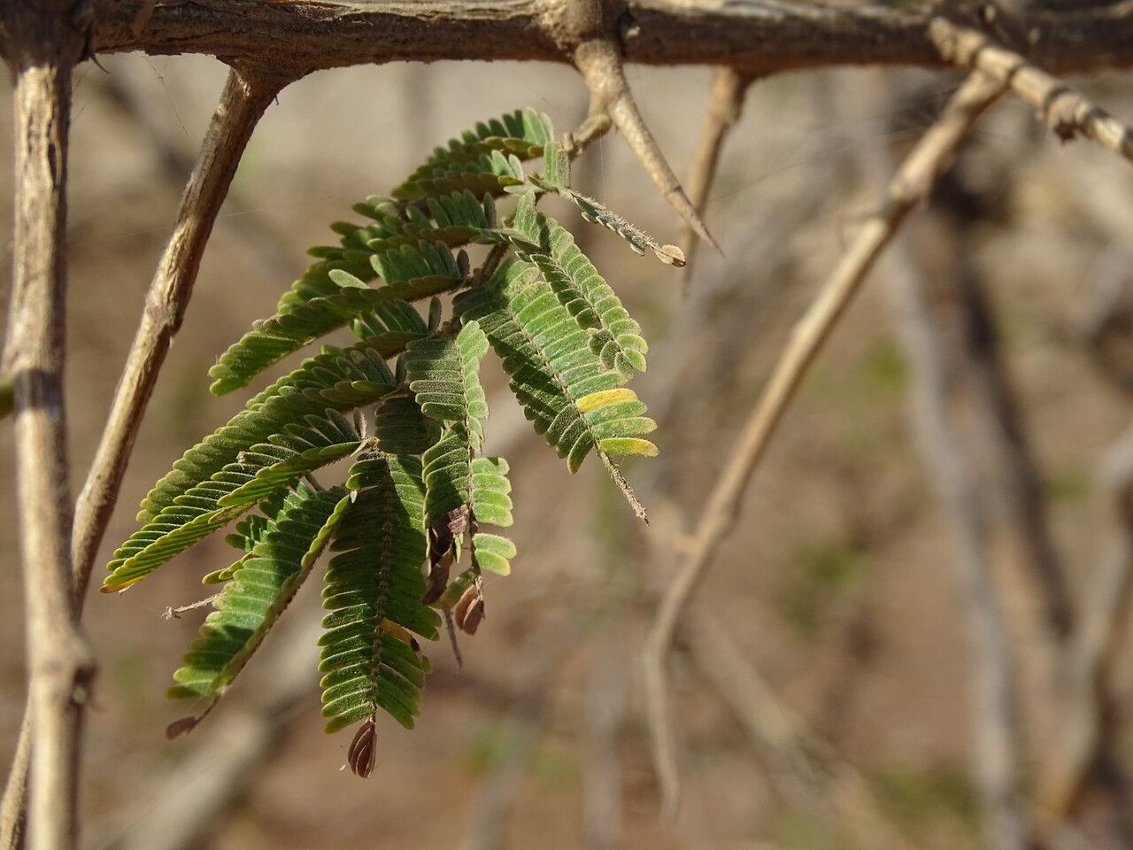 Dichrostachys cinerea leaf