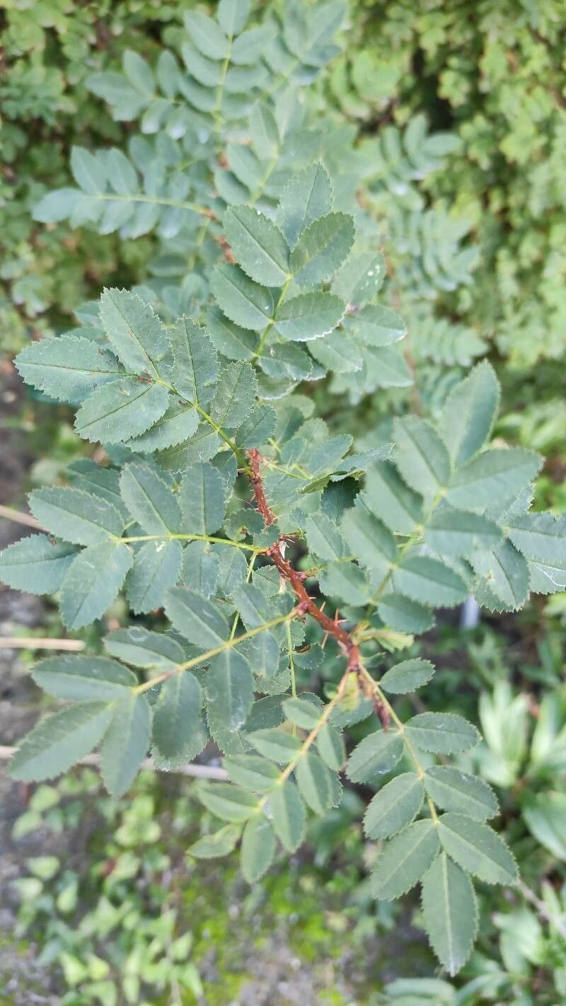 Rosa webbiana — search result for 'Afghanistan'