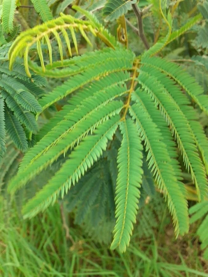 Paraserianthes lophantha