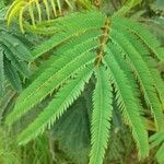 Paraserianthes lophantha