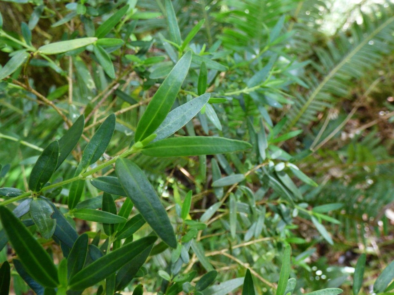 Geniostoma pedunculatum — houseplant care guide