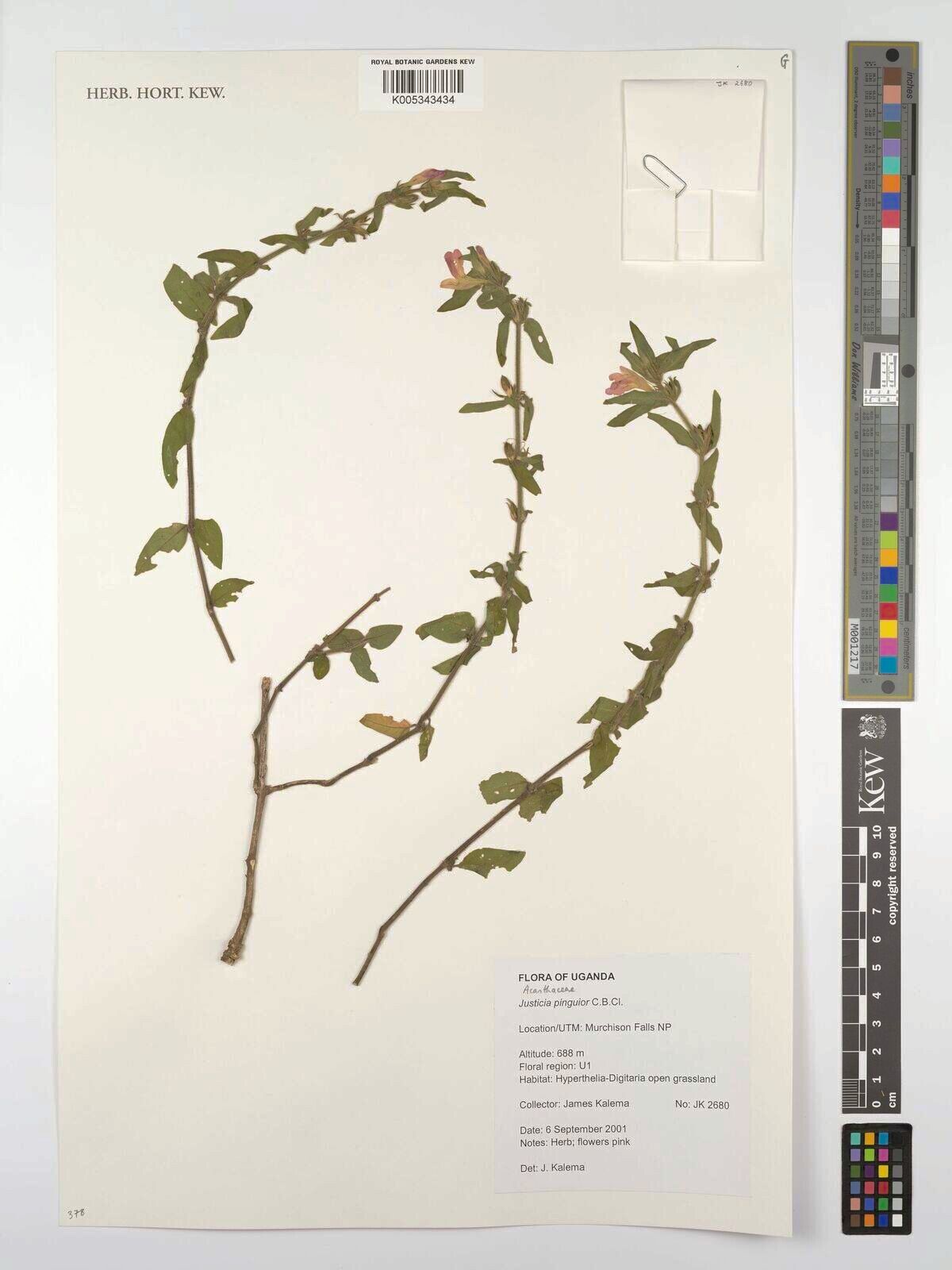 Justicia pinguior — houseplant care guide