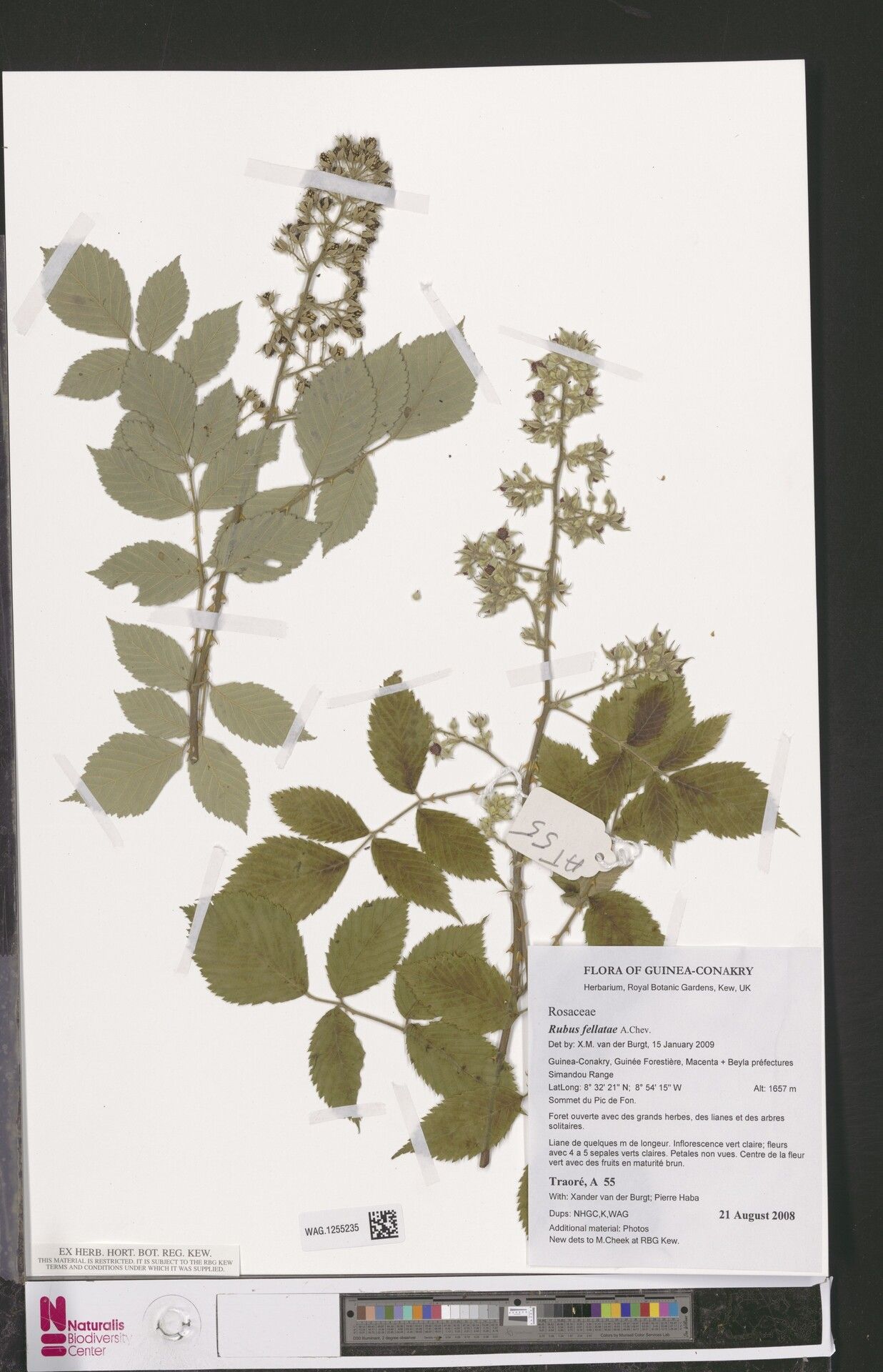 Rubus fellatae other