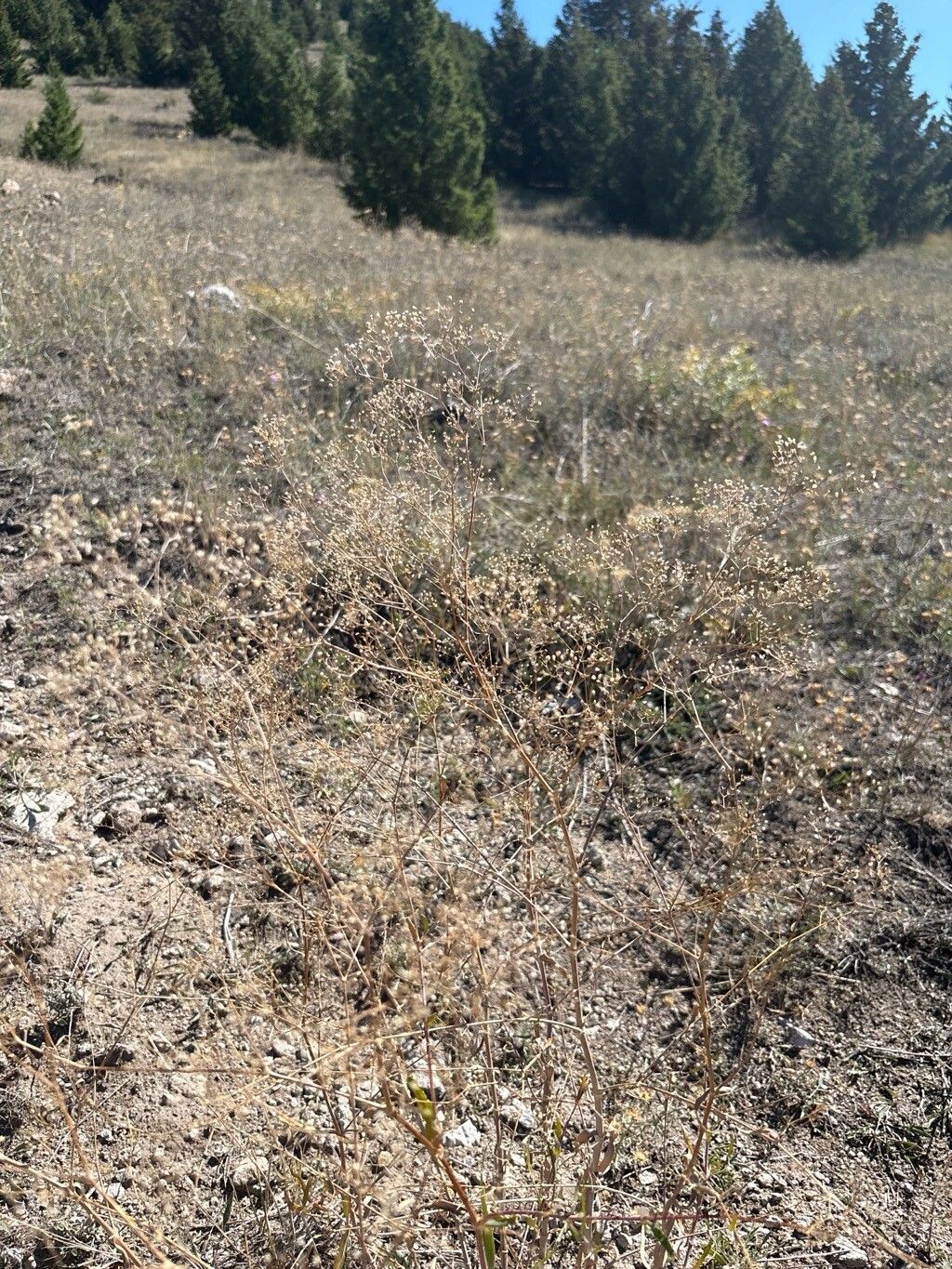 Gypsophila perfoliata leaf
