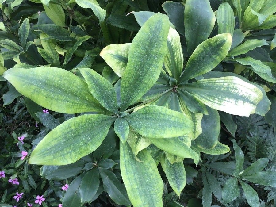 Dracaena camerooniana — search result for 'Dracaena'