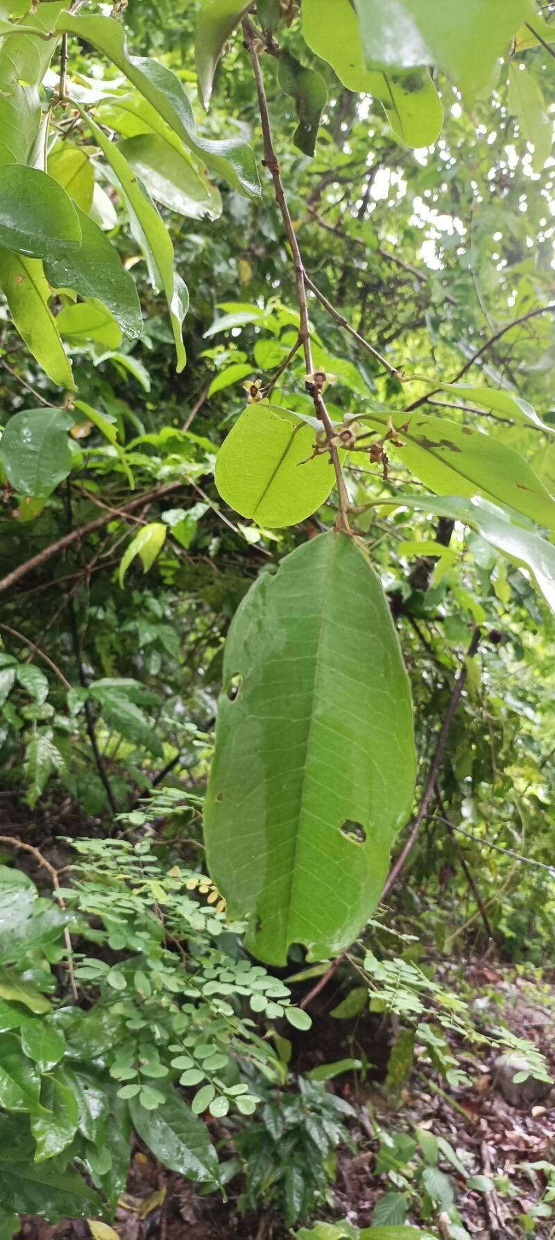 Eugenia salamensis leaf