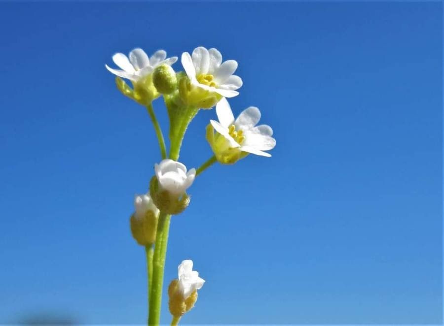 Aurinia uechtritziana — houseplant care guide