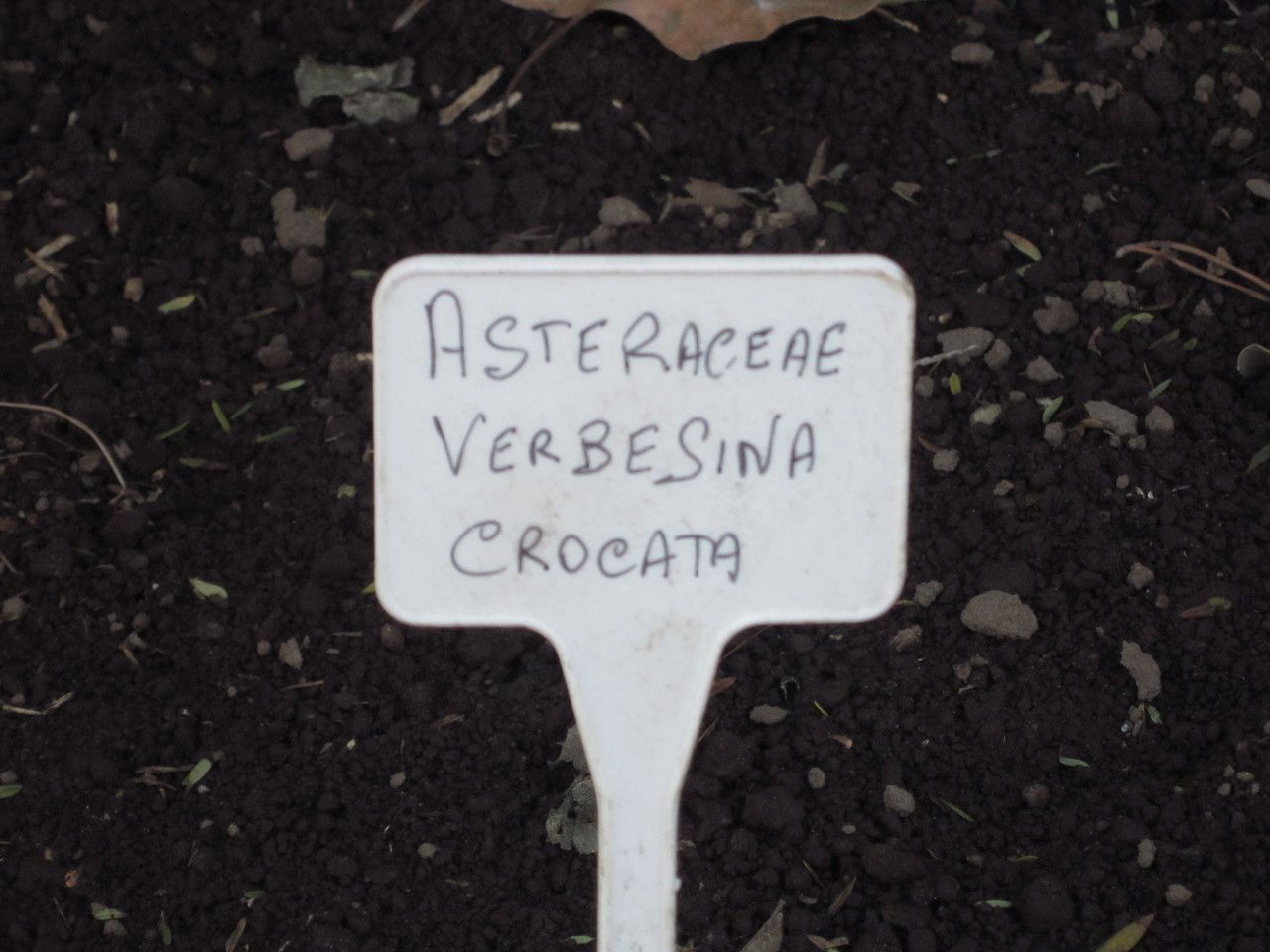 Verbesina crocata — related species from the same genus