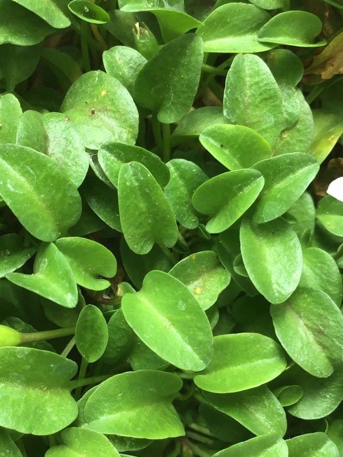 Lobelia oligophylla leaf