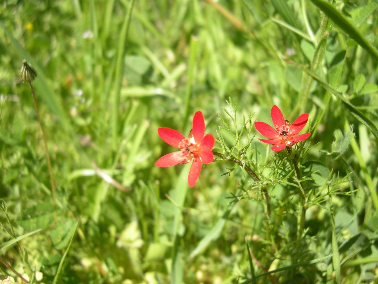 Adonis flammea flower