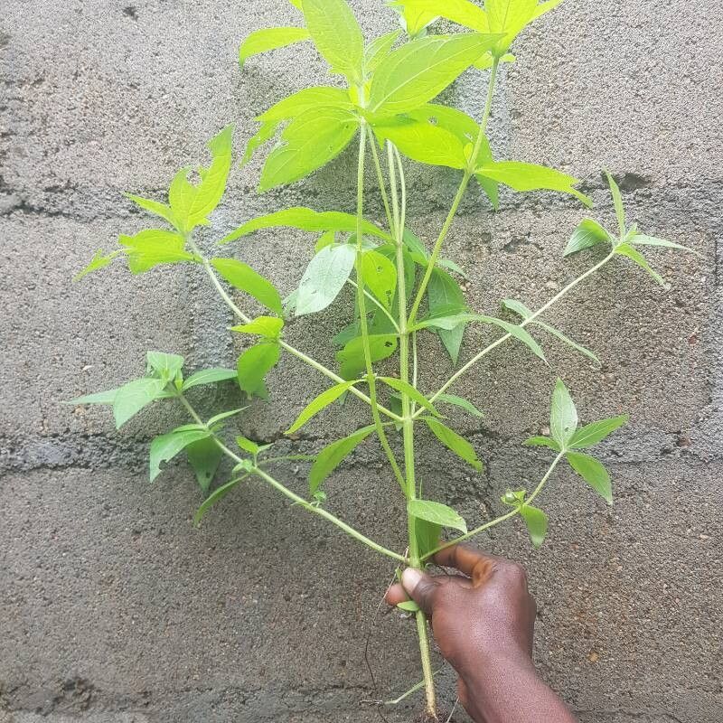 Aspilia kotschyi habit