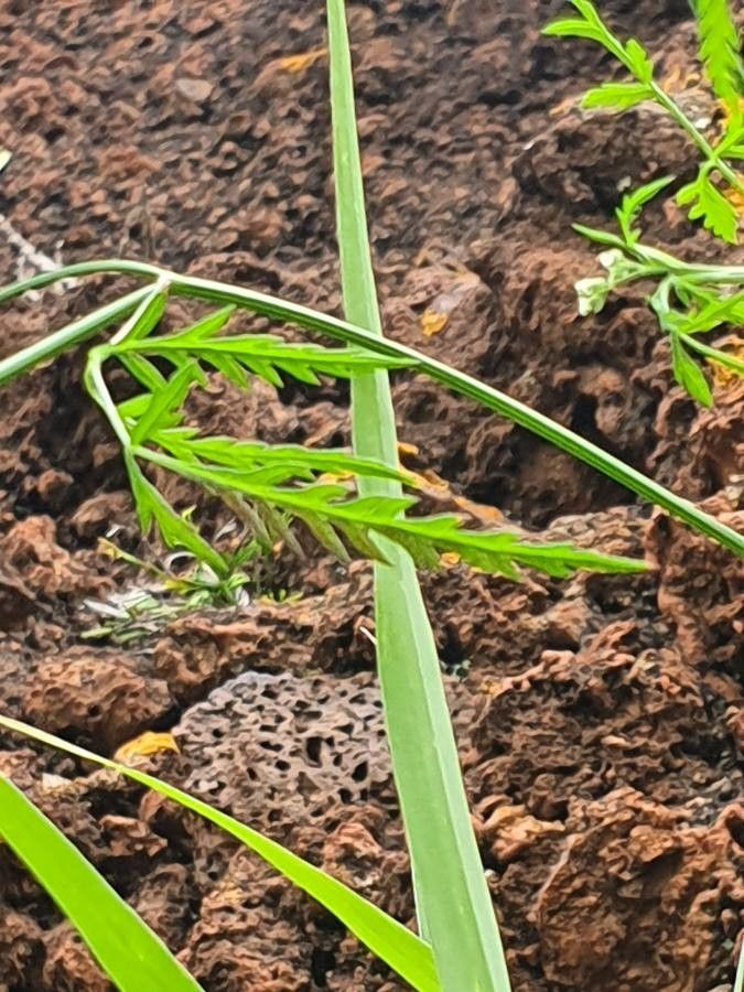 Torilis africana leaf