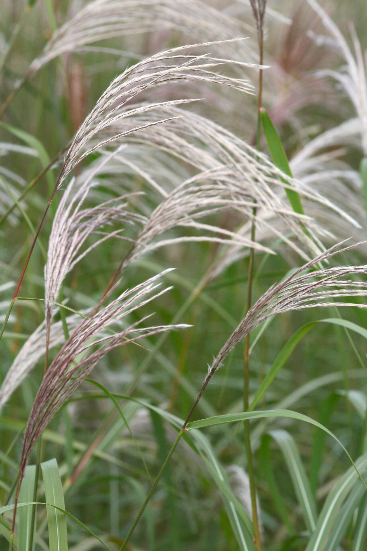 Miscanthus oligostachyus