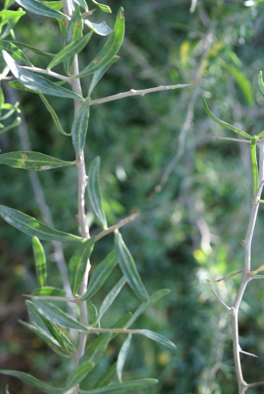 Lycium schweinfurthii leaf