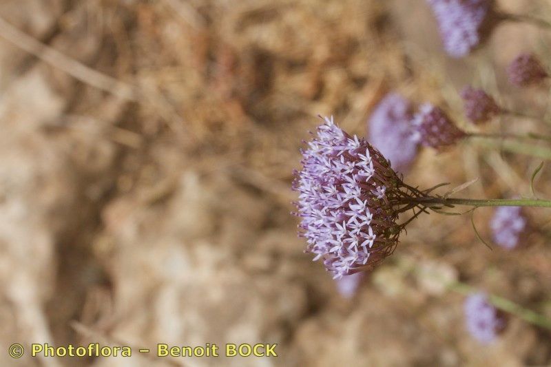 Feeria angustifolia fruit