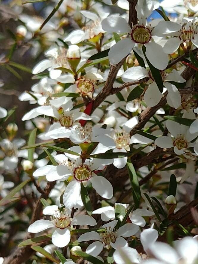 Leptospermum deanei flower