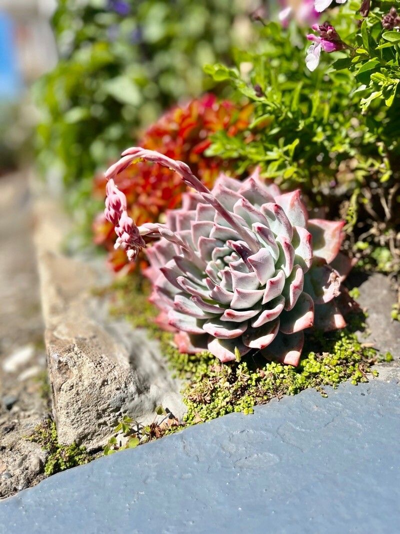 Echeveria chihuahuaensis flower