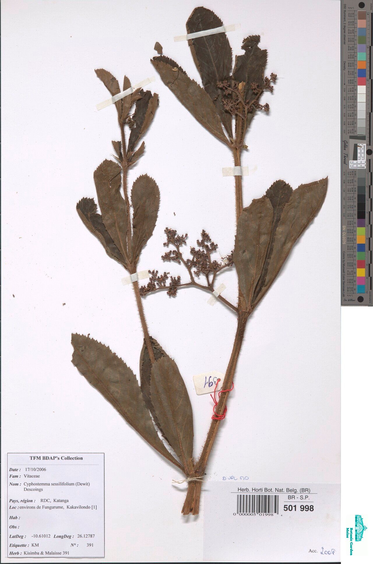 Cyphostemma strigosum — houseplant care guide