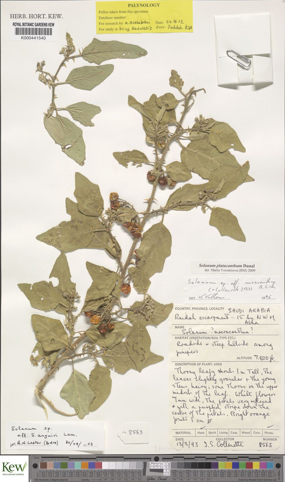 Solanum platacanthum — houseplant care guide