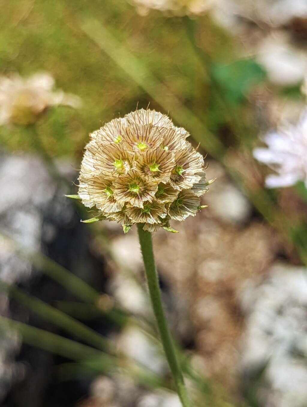 Lomelosia graminifolia fruit