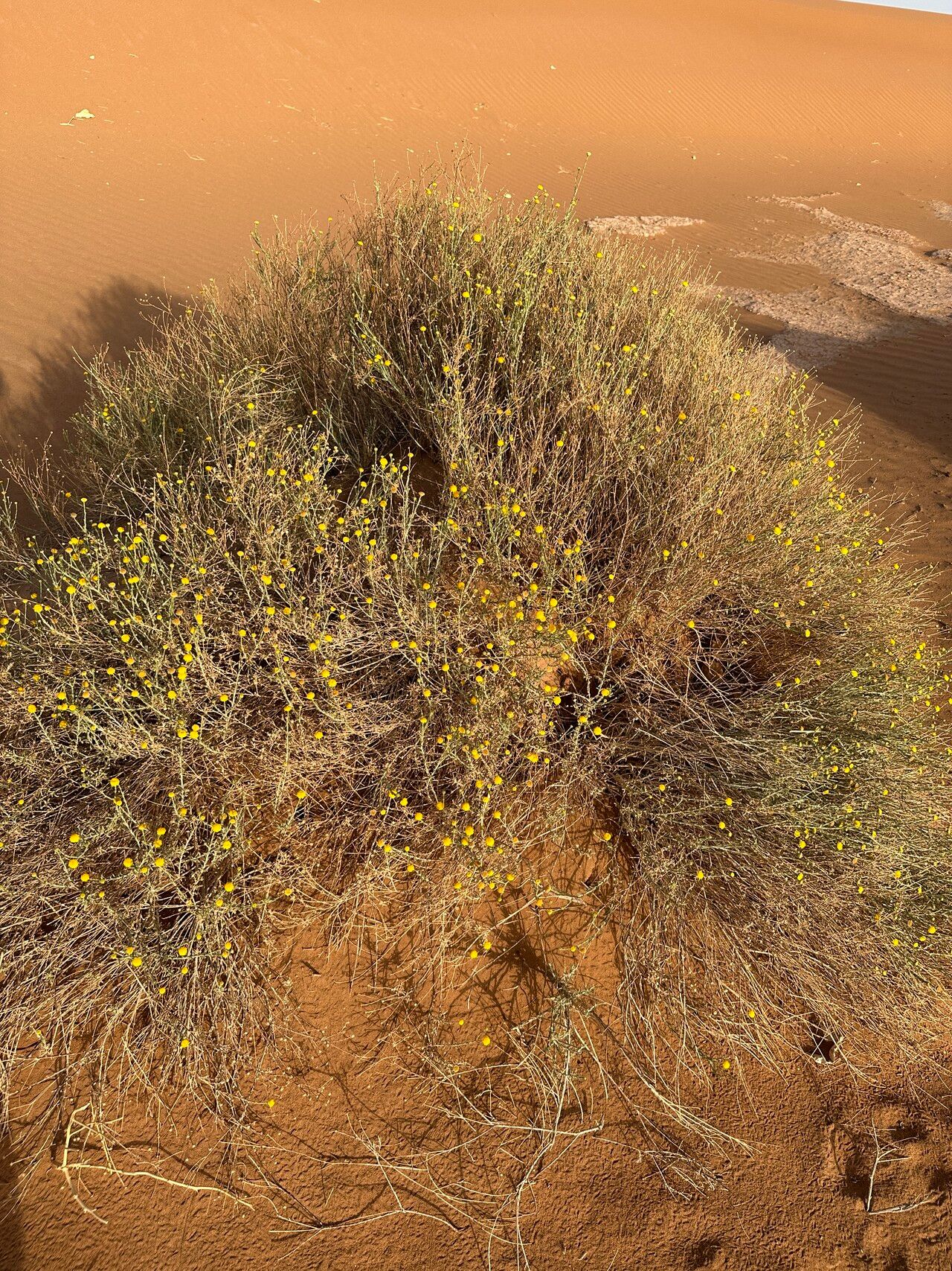 Brocchia cinerea habit