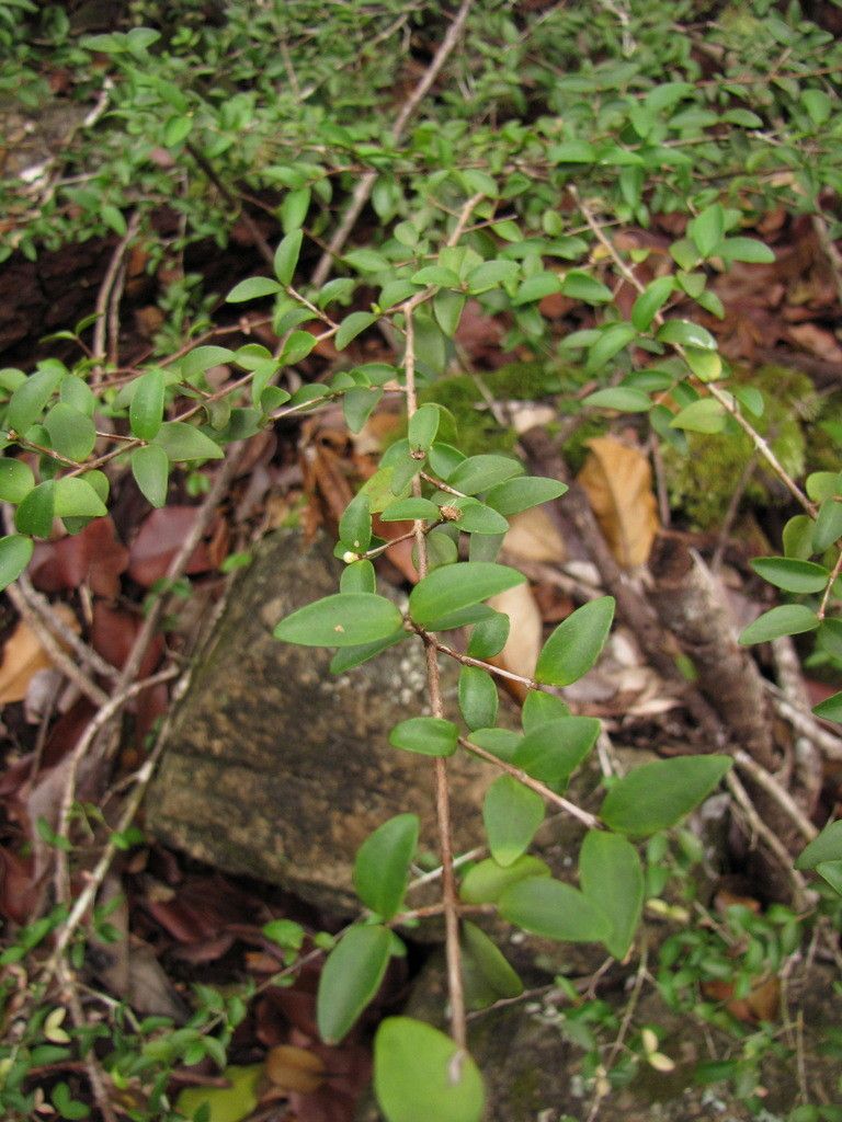 Eugenia plurinervia habit