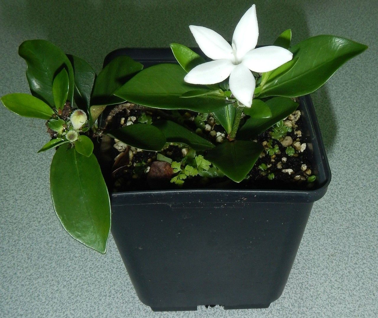 Psychotria spachiana habit