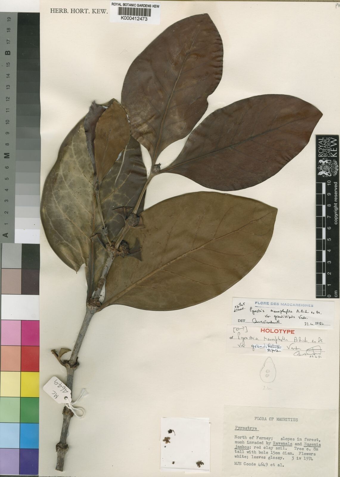 Pyrostria macrophylla — houseplant care guide