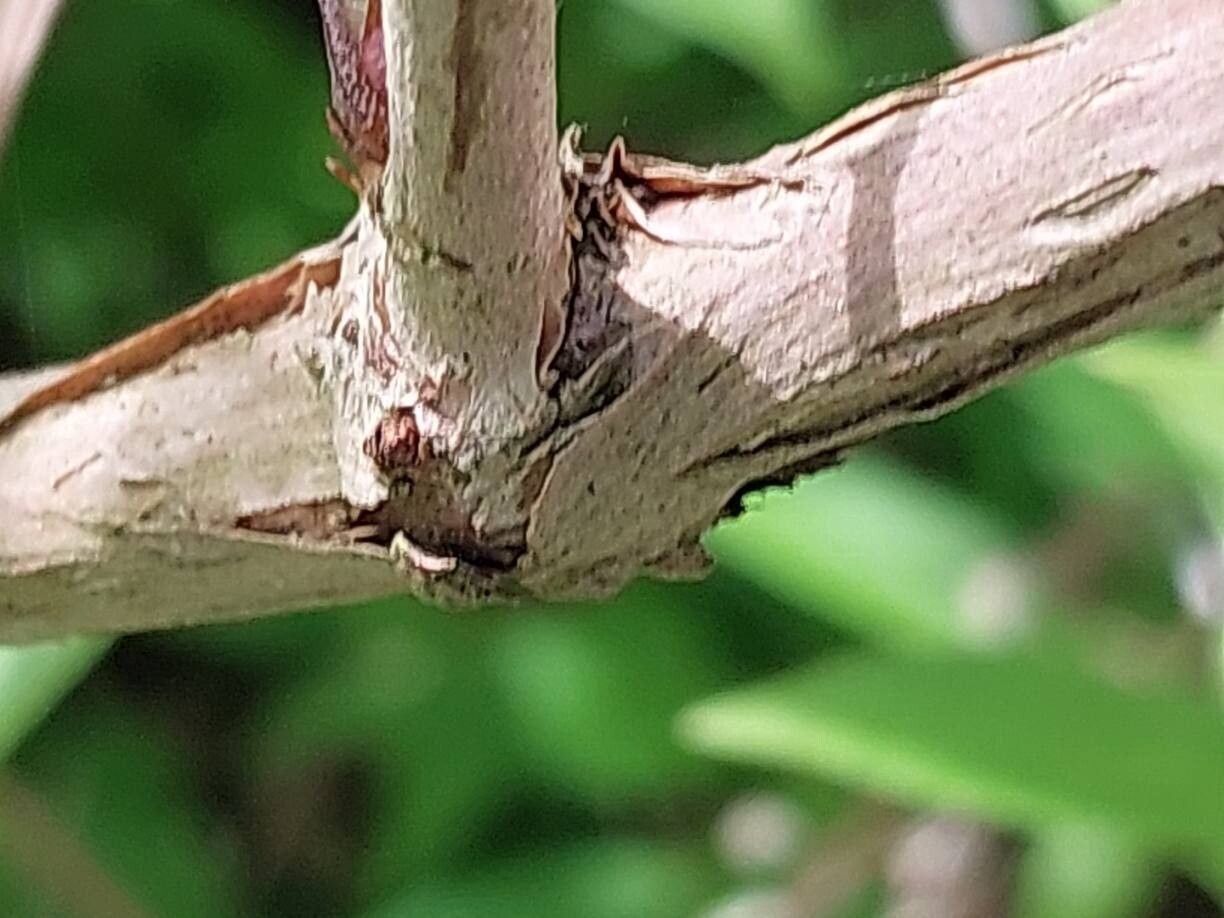 Deutzia monbeigii bark