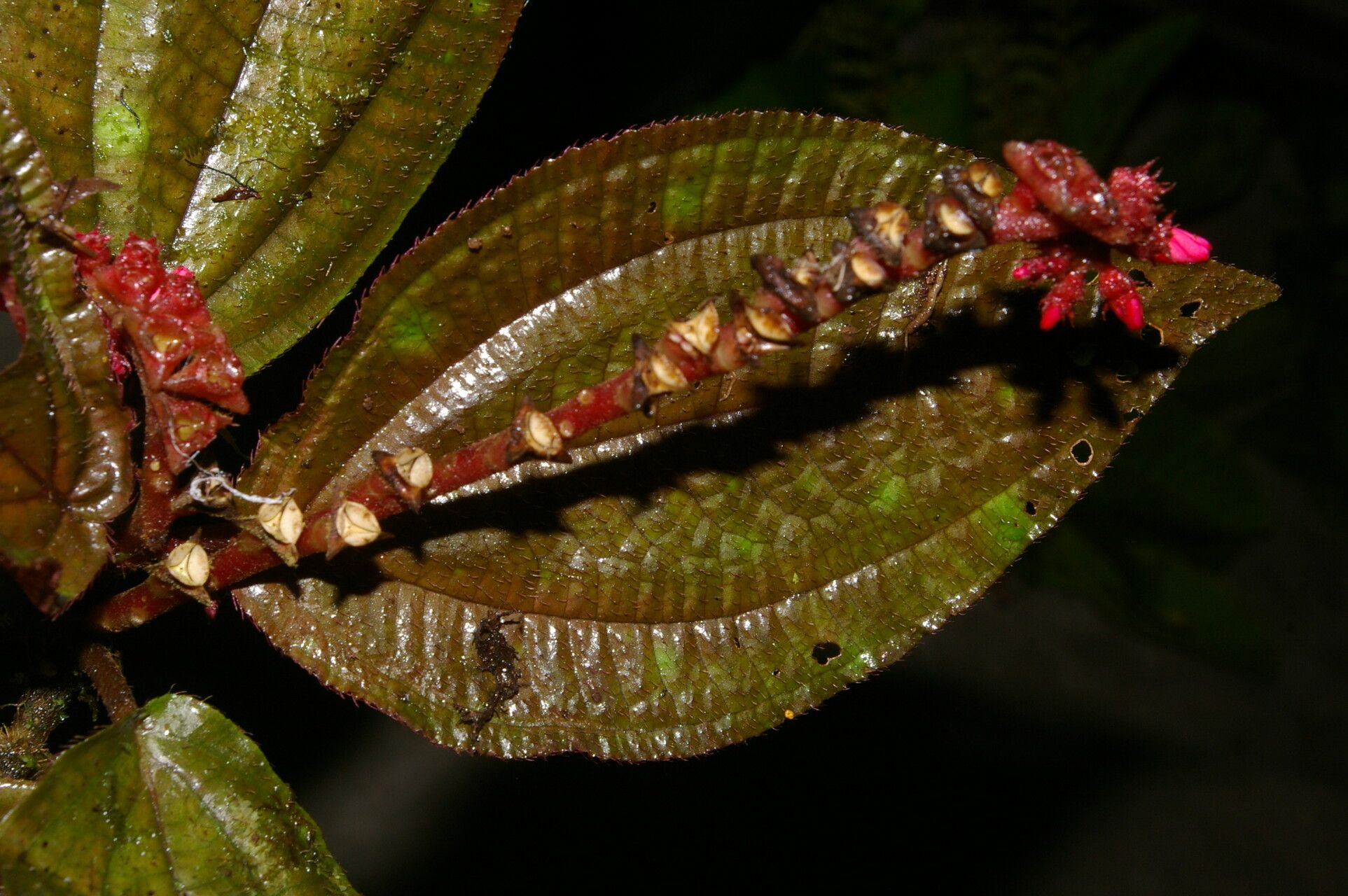 Triolena hirsuta leaf