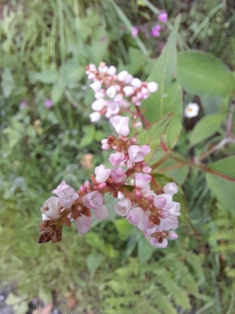 Koenigia campanulata flower