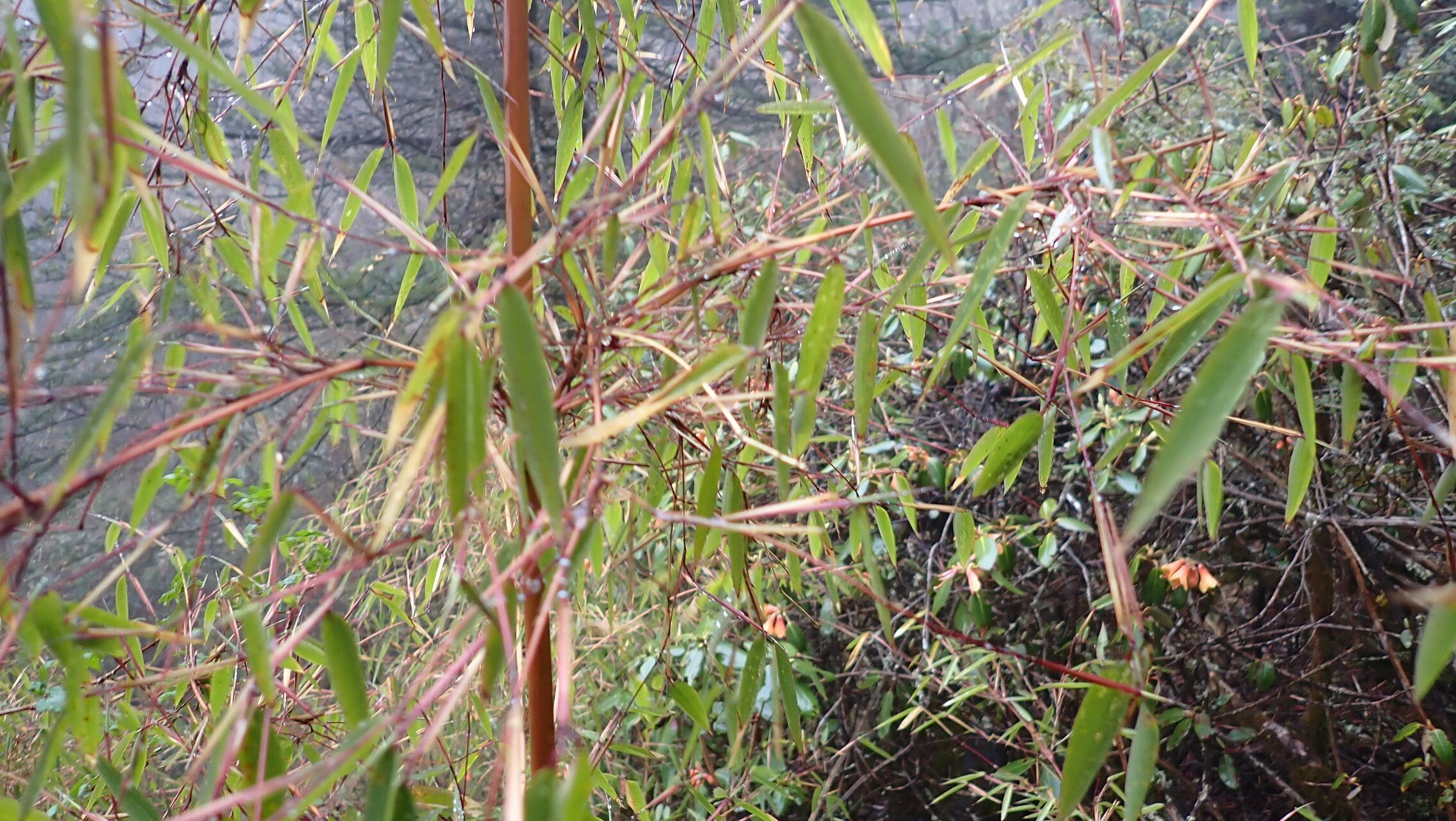 Yushania microphylla leaf