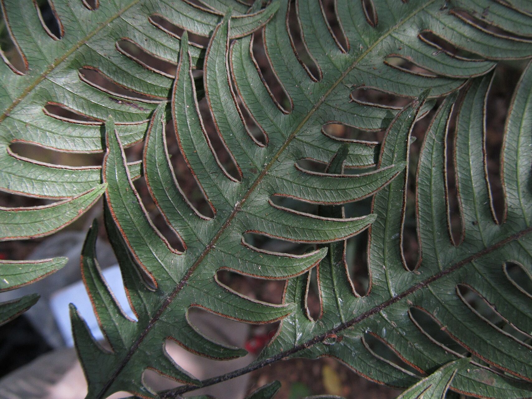 Pteris mildbraedii — search result for 'Pteris'