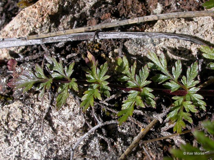 Lomatium hallii habit
