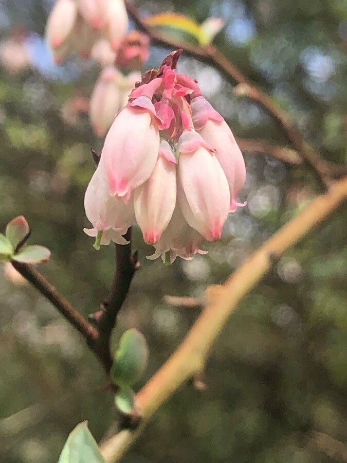 Vaccinium myrsinites flower