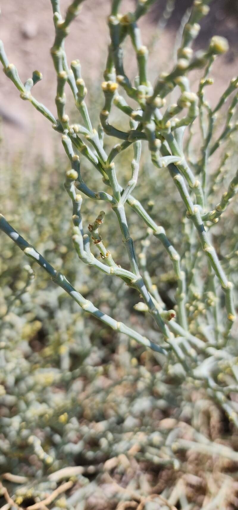 Anabasis salsa — houseplant care guide