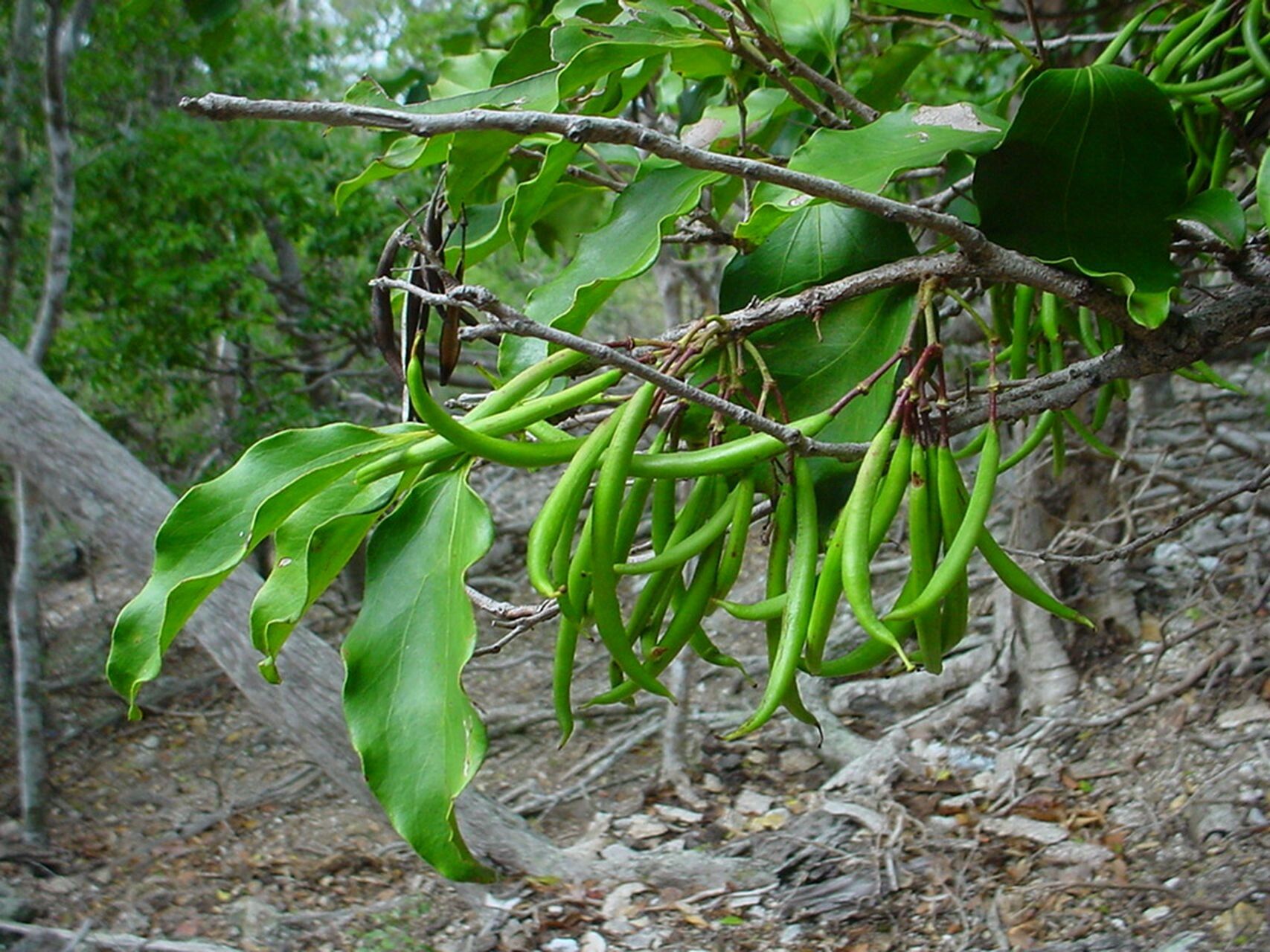 Stenocarpus trinervis — houseplant care guide