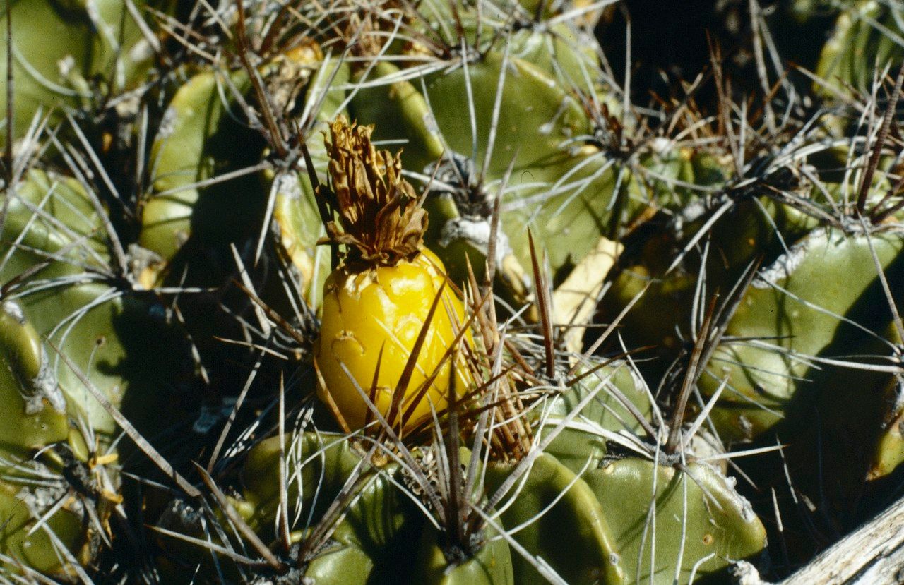 Ferocactus robustus fruit