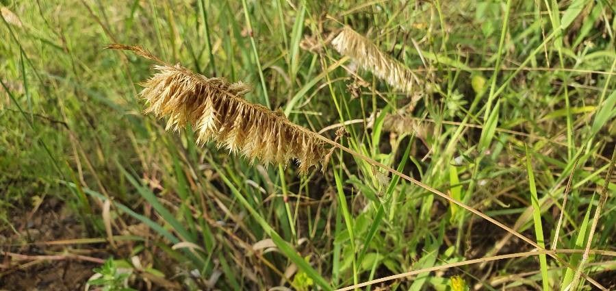 Harpachne schimperi fruit