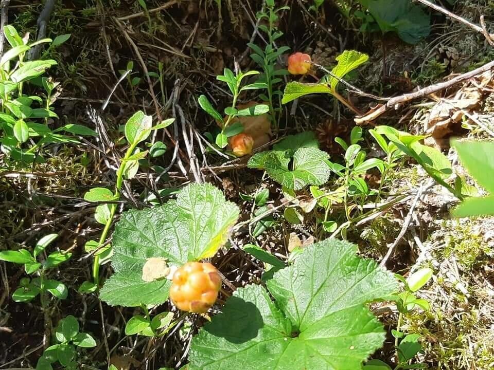 Rubus chamaemorus leaf