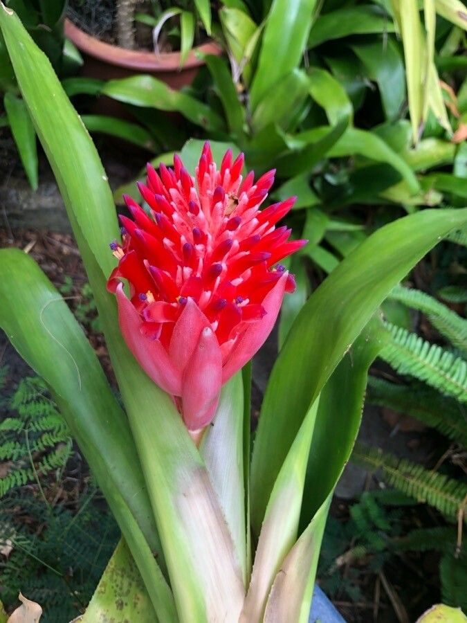 Billbergia pyramidalis flower
