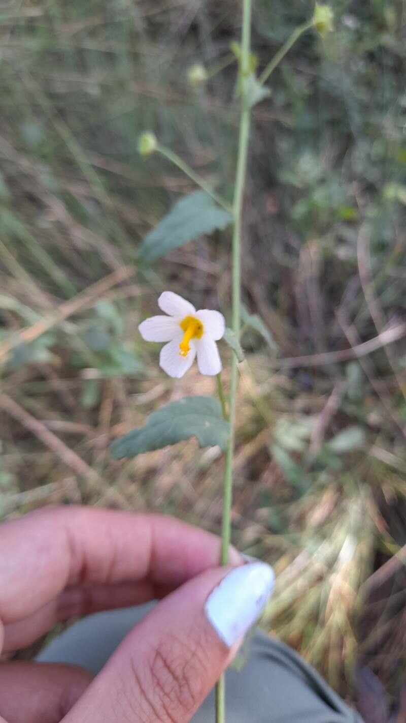 Kosteletzkya depressa flower