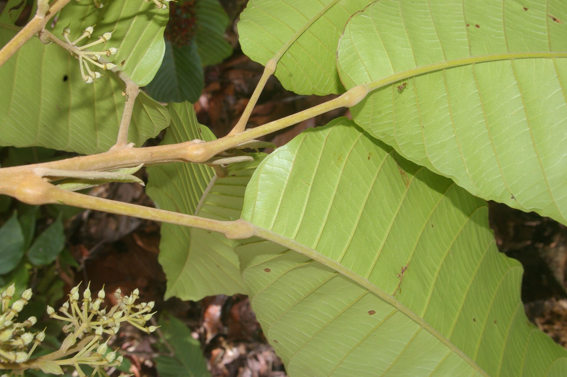Sloanea zuliaensis leaf