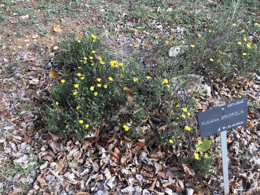 Fumana ericifolia — related species from the same genus