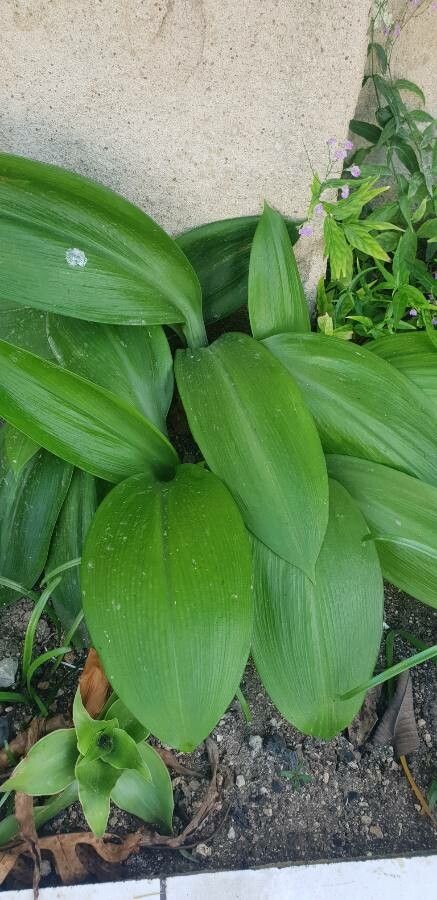 Hymenocallis tubiflora — search result for 'Guyana'