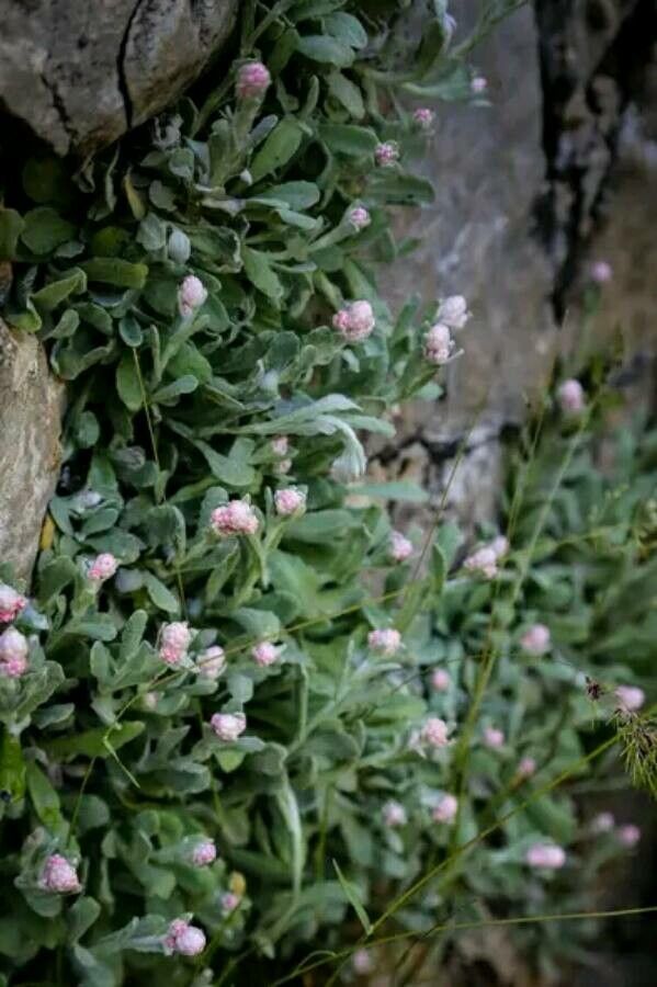 Helichrysum virgineum — search result for 'Helichrysum'