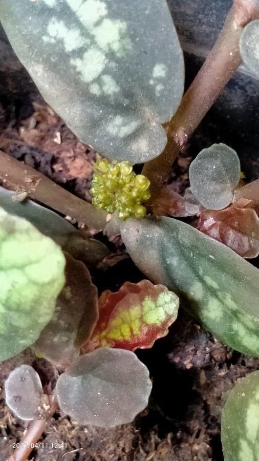 Pellionia repens flower